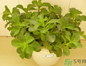 救心菜怎么吃？救心菜的吃法
