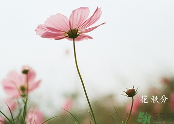 秋分還熱嗎？秋分注意事項(xiàng)