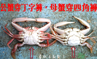 九月份吃公蟹還是母蟹？公蟹和母蟹哪個更好吃？