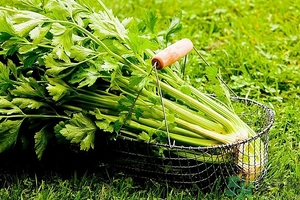 芹菜汁能去斑嗎？芹菜汁可以做面膜嗎？