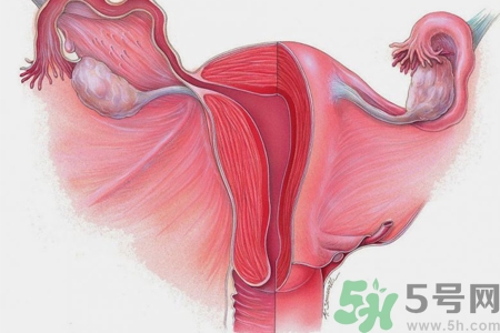 子宮移位的原因是什么？子宮移位的癥狀有哪些？