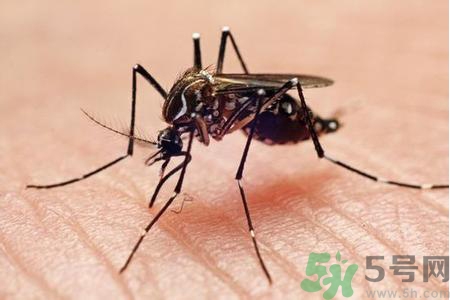 寨卡病毒是如何傳播的？寨卡病毒傳播途徑是什么？
