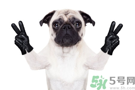 狗狗吃什么最好？狗狗不能吃的食物有哪些？