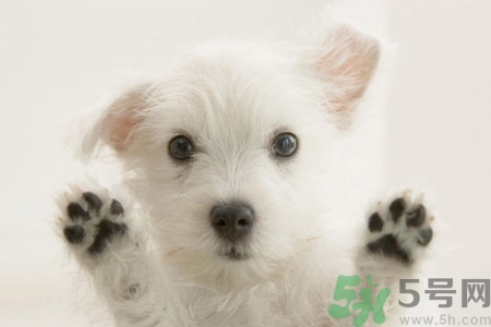 狗狗咳嗽怎么回事？狗狗咳嗽怎么辦？