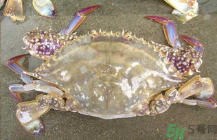 河蟹死了還能吃嗎？河蟹死了多久還能吃？