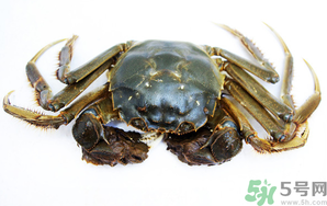 河蟹死了還能吃嗎？河蟹死了多久還能吃？