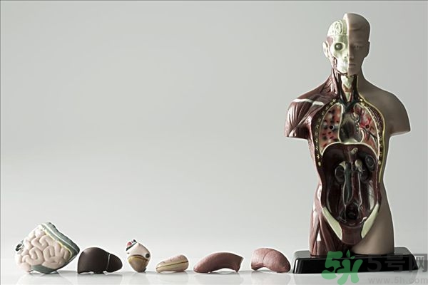 腸炎肚子疼怎么辦？腸炎肚子疼怎么緩解？
