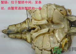 梭子蟹哪些部位不能吃？梭子蟹哪些人不能吃？