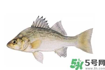 秋季適合吃什么魚？秋季吃魚的好處？