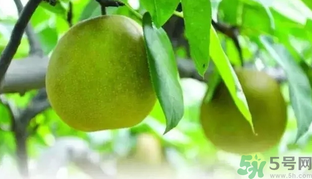 吃梨子喝水會(huì)拉肚子嗎？吃完梨子能喝水嗎？