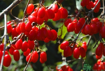 茱萸是什么？重陽節(jié)為什么要插茱萸？