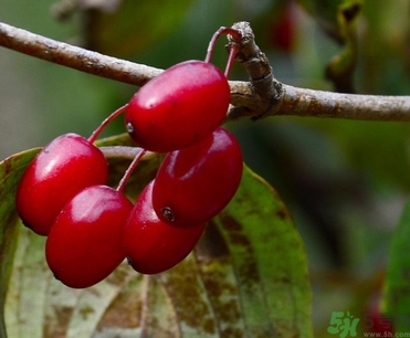 茱萸是什么？重陽節(jié)為什么要插茱萸？