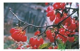 茱萸是什么？重陽節(jié)為什么要插茱萸？
