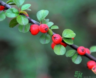 茱萸是什么？重陽節(jié)為什么要插茱萸？
