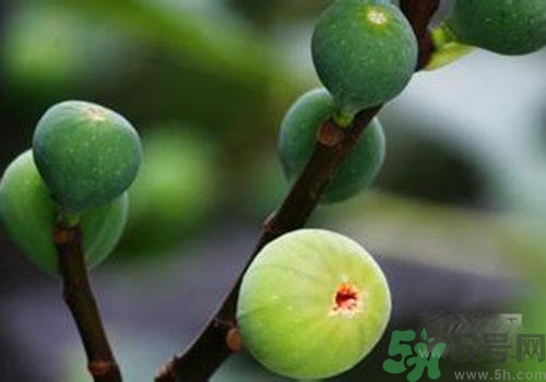 吃無(wú)花果會(huì)過(guò)敏嗎？吃無(wú)花果干會(huì)過(guò)敏嗎？