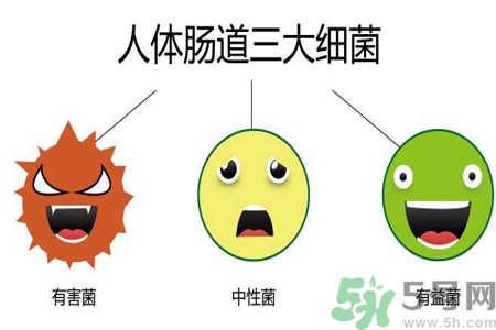 引起腸道老化的原因是什么？四種人腸道老化快