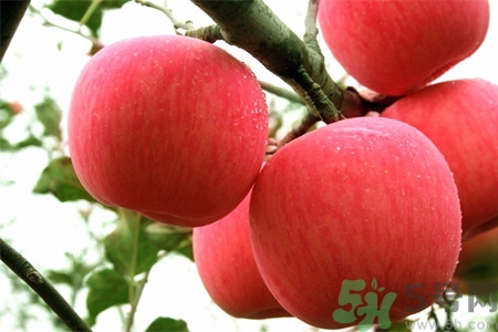 孕婦吃嘎啦果的好處有哪些？嘎啦果的營(yíng)養(yǎng)價(jià)值