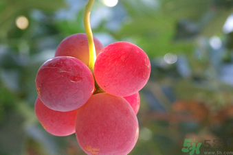 巨峰葡萄多少錢(qián)一斤？巨峰葡萄價(jià)格