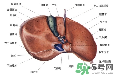 男性護(hù)肝的方法有哪些？養(yǎng)肝護(hù)肝必吃3大營(yíng)養(yǎng)素