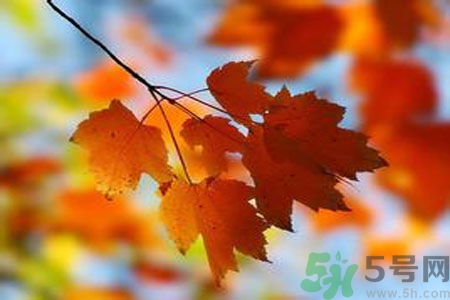 秋季上火怎么辦？秋天上火吃什么好？