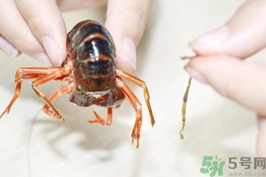 活蝦怎么處理干凈蝦線？活蝦怎么去蝦線？