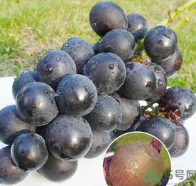 巨峰葡萄怎么保存？巨峰葡萄可以放多久？