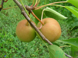孕婦能吃南國(guó)梨嗎？南國(guó)梨孕婦可以吃嗎？