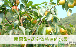 孕婦能吃南國(guó)梨嗎？南國(guó)梨孕婦可以吃嗎？