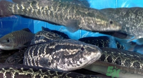 活黑魚(yú)怎么殺?黑魚(yú)怎么殺切片不會(huì)滑?