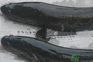 活黑魚(yú)怎么殺?黑魚(yú)怎么殺切片不會(huì)滑?