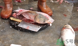 活黑魚(yú)怎么殺?黑魚(yú)怎么殺切片不會(huì)滑?