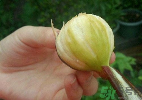 吃無花果要剝皮嗎？吃無花果皮有什么好處？