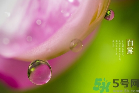 白露節(jié)吃什么？白露節(jié)的傳統(tǒng)美食有哪些？