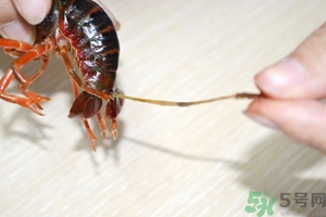 活蝦怎么處理干凈蝦線？活蝦怎么去蝦線？
