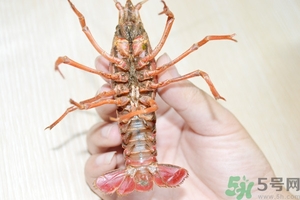 活蝦怎么處理干凈蝦線？活蝦怎么去蝦線？