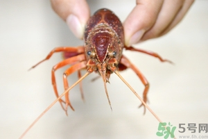 活蝦怎么處理干凈蝦線？活蝦怎么去蝦線？