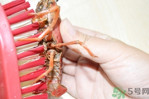活蝦怎么處理干凈蝦線？活蝦怎么去蝦線？