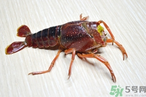 活蝦怎么處理干凈蝦線？活蝦怎么去蝦線？