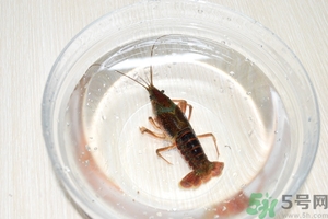 活蝦怎么處理干凈蝦線？活蝦怎么去蝦線？