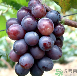巨峰葡萄怎么有酒味？葡萄有酒味還能吃嗎？