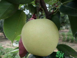 豐水梨和皇冠梨哪個(gè)好？豐水梨和皇冠梨的區(qū)別