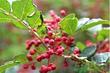 花椒可以治療打鼾嗎？花椒的好處有哪些？