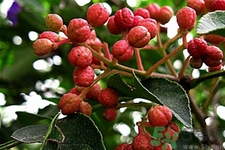 花椒可以治療打鼾嗎？花椒的好處有哪些？