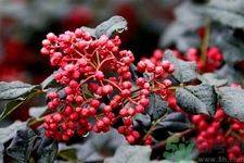 花椒可以治療打鼾嗎？花椒的好處有哪些？