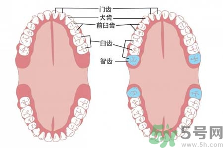 智齒拔了好不好？智齒能不拔嗎？