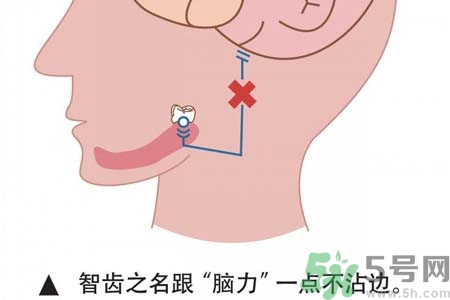 拔智齒一顆多少錢？拔除智齒收費(fèi)多少？