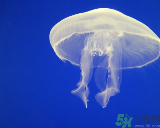 海蜇是水母嗎？海蜇和水母的區(qū)別