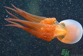 海蜇是發(fā)物嗎？手術(shù)后可以吃海蜇嗎？