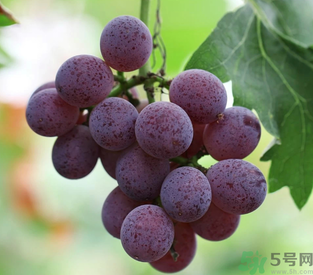 拉肚子能吃葡萄嗎？拉肚子吃什么食物好？