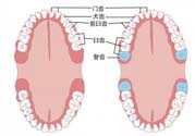 智齒橫著長(zhǎng)怎么辦？智齒橫著長(zhǎng)一定要拔了嗎？